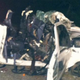 Illustration for article titled A Single Truck Crash Killed 11 People In Texas